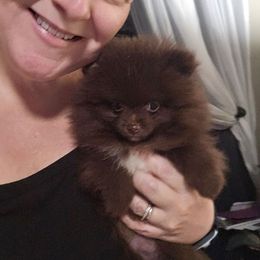 Cinnamon - Chocolate and tan female Pomeranian puppy in Angleton, Texas from Pomeranian Palace, LLC