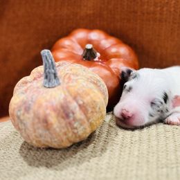 Shetland Sheepdog Puppies from Southern Charm Sheltie Farm