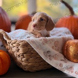 Pumpkin Pie - Piebald male Dachshund puppy in Greenville, North Carolina from The Gorman Farms
