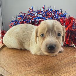 DRM1 cream or red pie - Cream male Dachshund puppy in Carthage, Texas from Rafter C Ranch Doxies