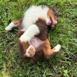 Bud - Red tri male Toy Australian Shepherd puppy in Lumberton, Mississippi from Talowah Aussies