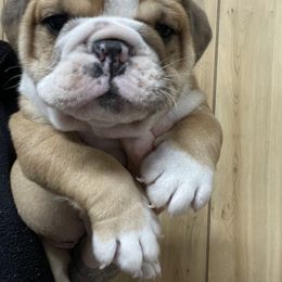Bulldog Puppies from Valerie Pagel