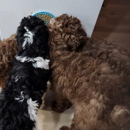 Poodles from Blackland Poodles