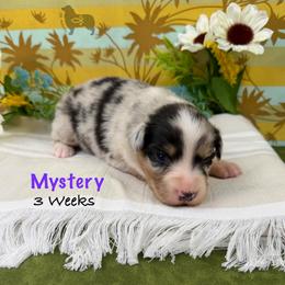 Mystery - Blue merle female Australian Shepherd puppy in El Dorado Springs, Missouri from OR Aussies