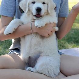 Golden Retriever Puppies from Hoekema Homestead Goldens