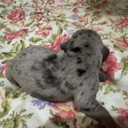 Pretty Boy - Dapple male Dachshund puppy in Afton, Oklahoma from C5 Doodles