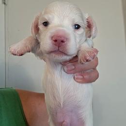 Chandler - Piebald male Dachshund puppy in El Paso, Texas from Mells Weenies