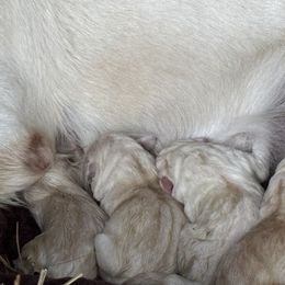 Labrador Retriever Puppies from Gathering Branch Labradors