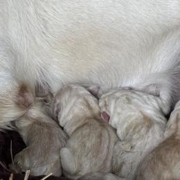 Labrador Retriever Puppies from Gathering Branch Labradors