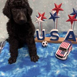 Poodle Puppies from Best Friend Poodles