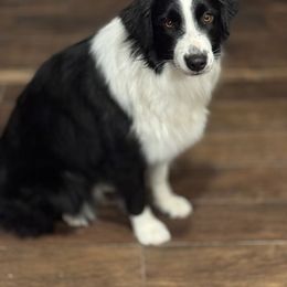 Callie - Australian Shepherd