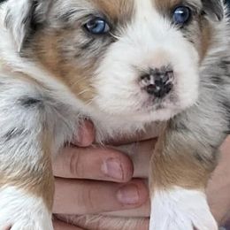 Australian Shepherds from Big Spring Aussies