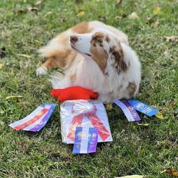 Australian Shepherds from Somerset Australian Shepherds