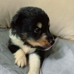 Lupen - White blue merle and tan male Shetland Sheepdog puppy in Chaplin, Connecticut from Mystic Moon