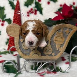 Arya - Red  female Goldendoodle puppy in Roseburg, Oregon from Dbos Furry Friends