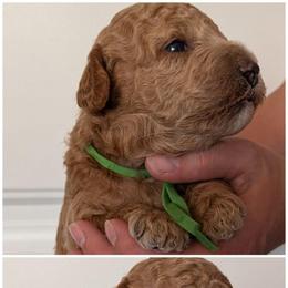 Green - Red male Whoodle puppy in Layton, Utah from Penny's Puppies