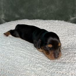 Black and Tan male - Black and tan male Dachshund puppy in Santa Rosa, California from Signature Mini Dachshunds