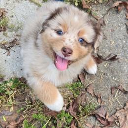 Jegging - Red merle female Australian Shepherd puppy in Bumpass, Virginia from Glitterati Australian Shepherds