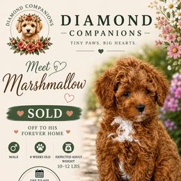 Marshmallow - Red female Cavapoo puppy in South Jordan, Utah from Diamond Companions