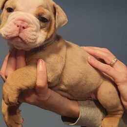 Bulldog Puppies from Wiggle Butts Bulldogs