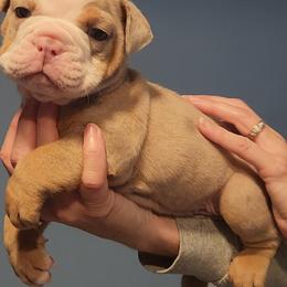 Bulldog Puppies from Wiggle Butts Bulldogs