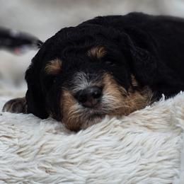 Black Collar Shadow - Tri-color male Bernedoodle puppy in Bonham, Texas from Happy Valley Puppies