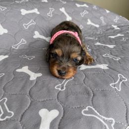 Bonnie - Dapple female Dachshund puppy in Molino, Florida from Dooney's Dachshunds