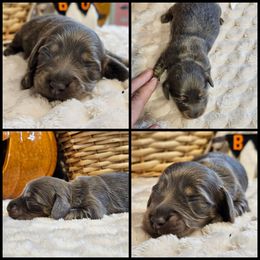 Blue - Blue and cream female Dachshund puppy in Panama City Fl, Florida from Southern Bliss Doxies