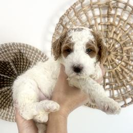 Birch - Parti male Goldendoodle puppy in S AI Nt John, Indiana from Lulu's Goldendoodles