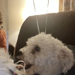 Pretty boy - Bichon Frise