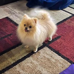 Milo - Pomeranian