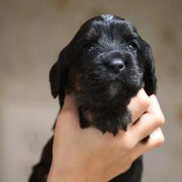 Lucky - Black and tan male English Cocker Spaniel puppy in New Mexico from HighBrassGunDogs