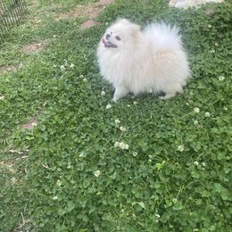 Daenerys Rose - Pomeranian