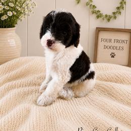 Rio - Brown and white male Bernedoodle puppy in Thornville, Ohio from Four Front Doodles & Friends