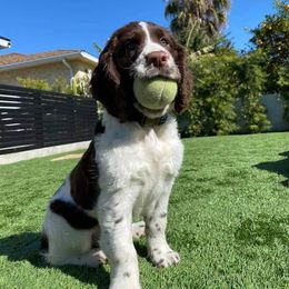 English Springer Spaniel Puppies from South Fork Springers