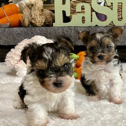 Biewer Terrier Puppies from Southern Star Biewers