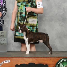 Boston Terriers and Boxers from Quinney’s Boxers and Boston Terriers