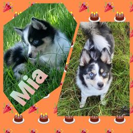 French Bulldog and Pomsky Puppies from Ba's Designer Puppies