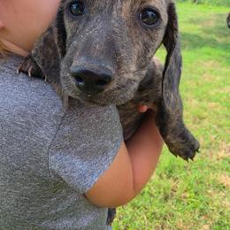Sara - Brindle female Dachshund puppy in Stillwater, Oklahoma from Shade Tree Dachshunds