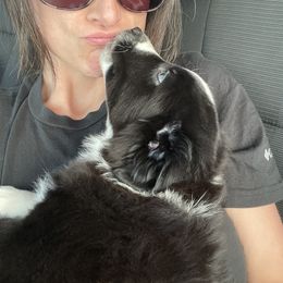 Australian Shepherd and Miniature Australian Shepherd Puppies from Integrity Aussies Tx