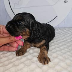 Presley - Tri-color female Cavapoo puppy in London, Kentucky from Blue Meadow Puppies
