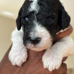 Sam - Parti male Poodle puppy in Randallstown, Maryland from Parson Standards