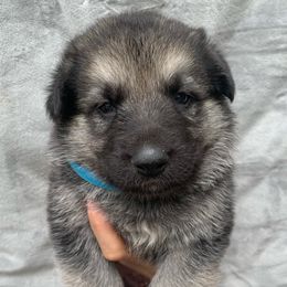 German Shepherd and White Shepherd Puppies from Scenic Creek German Shepherds