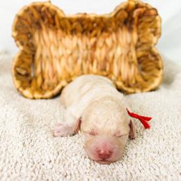 Vail - Cream female Goldendoodle puppy in Cleveland, Georgia from The O.G. Doodles