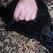 Schipperke Puppies from D’or Cote