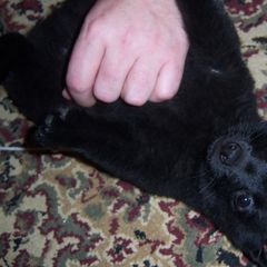 Schipperke Puppies from D’or Cote