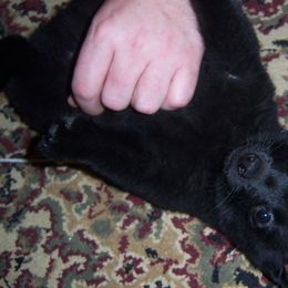 Schipperke Puppies from D’or Cote