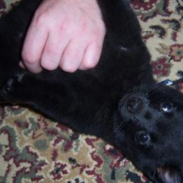Schipperke Puppies from D’or Cote