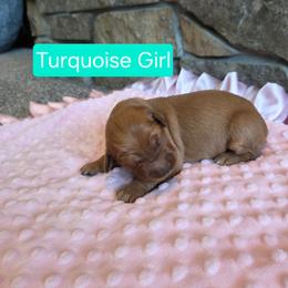 Turquoise Girl - Dark golden female Golden Retriever puppy in Elk River, Minnesota from Meadow Creek Goldens