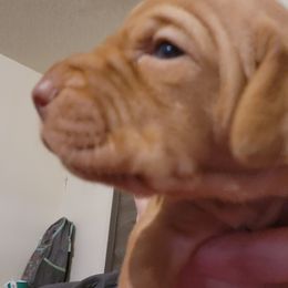 Vizsla Puppies from Western Tennessee Vizslas